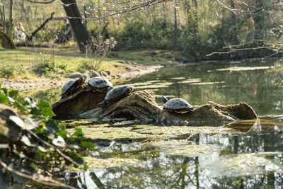 Close-up of crocodile in lake