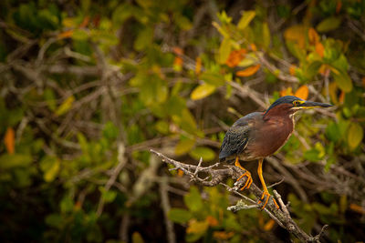 Green heron perched. 