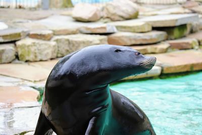 Close-up of a sea lion against rock