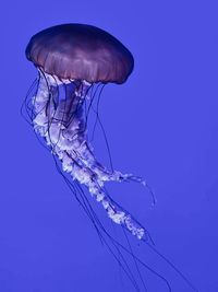 Close-up of jellyfish in sea