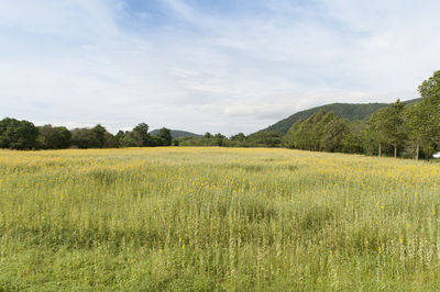 Scenic view of rural landscape