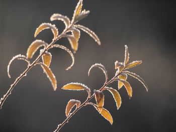 Close-up of leaves on twig