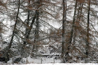 View of trees on snow covered landscape