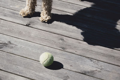 Dog and ball on boardwalk