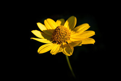 Close-up of yellow flower against black background