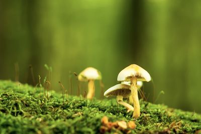 Close-up of mushroom growing on field