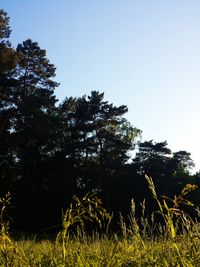 Low angle view of trees against clear sky