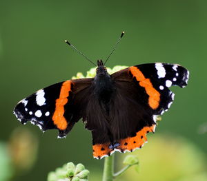 Close-up of butterfly perching on leaf