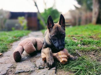 German shepherd puppy dog eating a big bone.