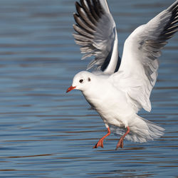 bird