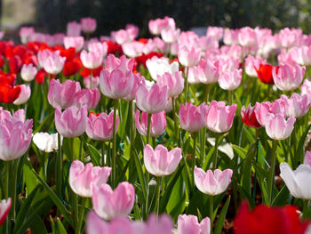 Close-up of pink flowers growing in field