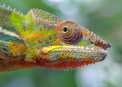 chameleon on a