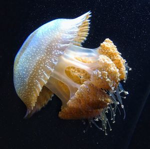 Close-up of fish in water