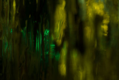 Full frame shot of bamboo plants in forest