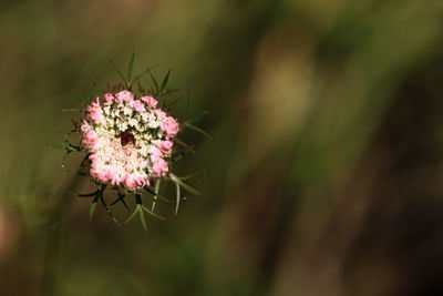 Close-up of pink flowering plant