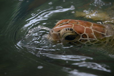 Close-up of turtle in lake
