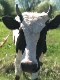 Portrait of cow on field