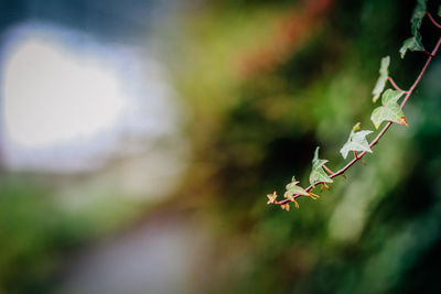 Close-up of spider on plant
