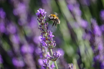 Close-up of bee pollinating on purple flower