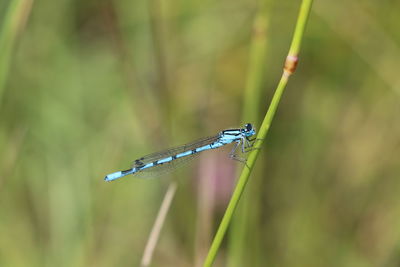 Close-up of insect on grass