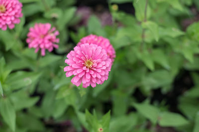 Close-up of pink flowering plant