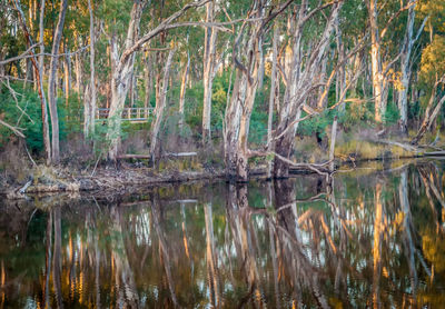 Reflection of trees in water