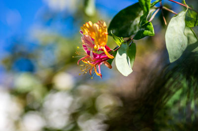 Close-up of red flowering plant