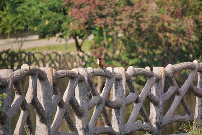 Close-up of barbed wire fence against trees
