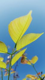 Low angle view of yellow plant against clear blue sky