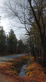 Bare trees on landscape