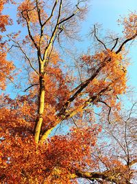 Low angle view of tree against sky during sunset