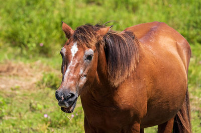 Close-up of a horse on field