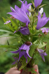 Close-up of purple flowers