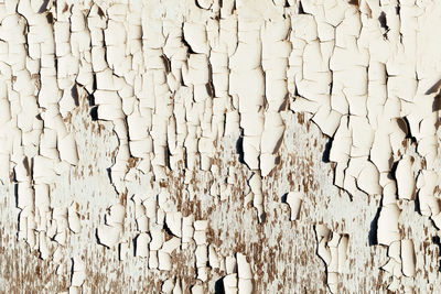 Full frame shot of dry leaf on white wall