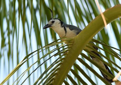 Low angle view of bird perching on branch