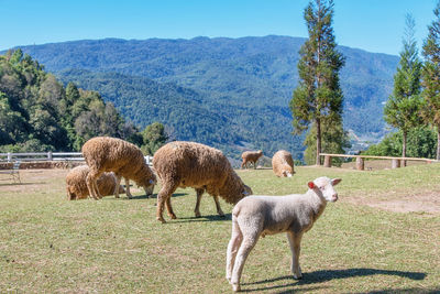 Sheep in a field