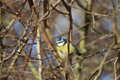 Bird perching on branch