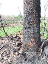 Close-up of tree trunk in forest