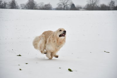 Dog running on snow covered land
