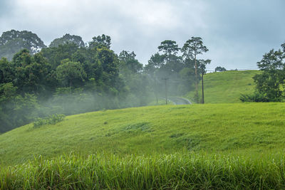 Trees on field against sky