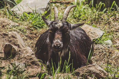 View of an animal on field