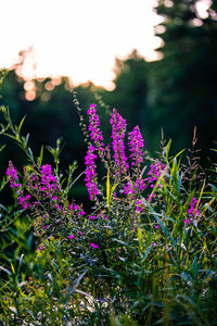 Close-up of pink flowering plants on field