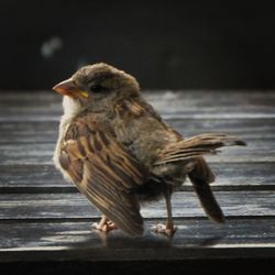 Close-up of bird perching on wooden wall