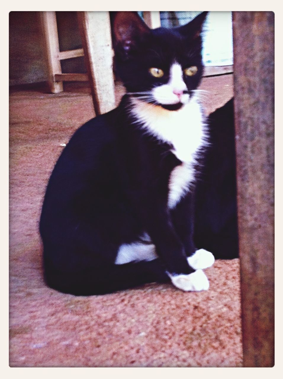 domestic cat, animal themes, one animal, pets, cat, domestic animals, feline, transfer print, mammal, looking at camera, portrait, whisker, auto post production filter, sitting, indoors, black color, full length, alertness, staring, vertebrate