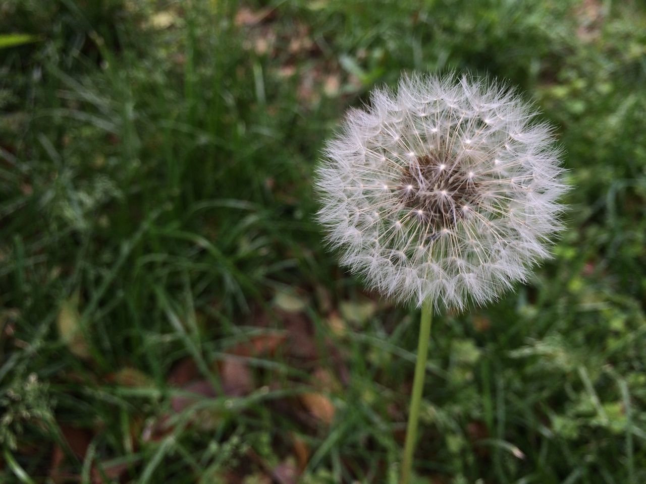 flower, growth, fragility, dandelion, freshness, beauty in nature, flower head, nature, close-up, focus on foreground, white color, plant, field, wildflower, softness, single flower, stem, blooming, in bloom, uncultivated