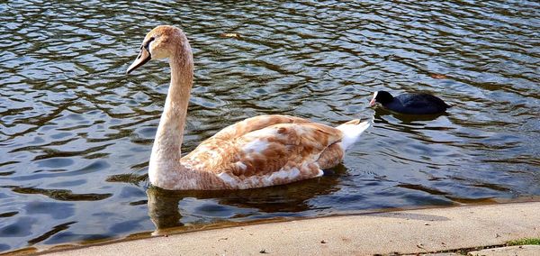 High angle view of duck swimming in lake