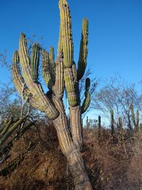 Cactus growing on field against clear blue sky