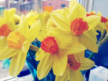 Close-up of yellow flowering plant