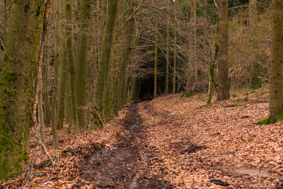 A wintry path leads into dark mischief in the mystical forest