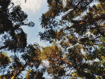 Low angle view of trees against sky